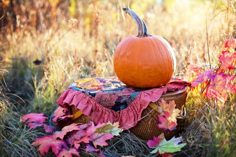 Pregnant in fall? An autumn pregnancy is so much fun! From fall pregnancy announcements to fall maternity outfits, these ideas will have you cozy all season... #fallpregnancy #fall #autumn #pregnant #pregnancy #newmom #newborn #baby